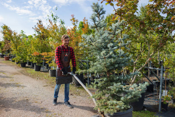 The Steps Involved in Our Tree Care Process in Oriskany, NY